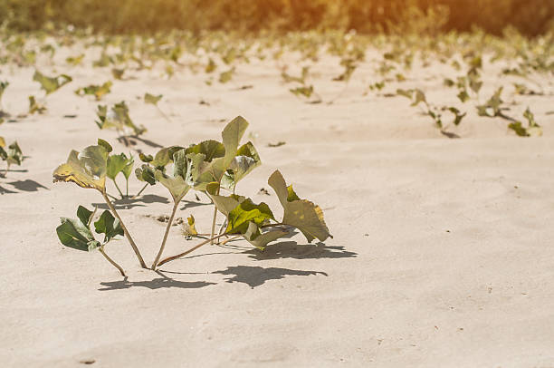 istock green bushes with on a sandy deserted land. 1351023668