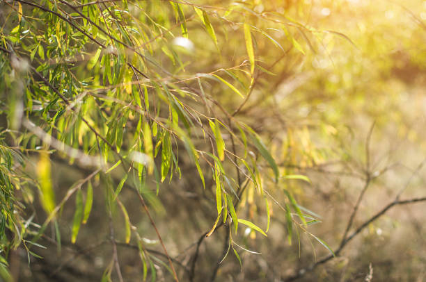 istock Branches of willow tree with petals starting to grow yellow 1351023742