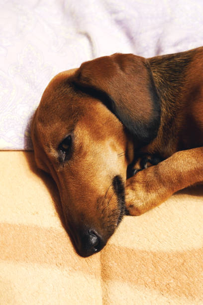 istock Portrait of a brown smooth-haired dachshund 1351025164