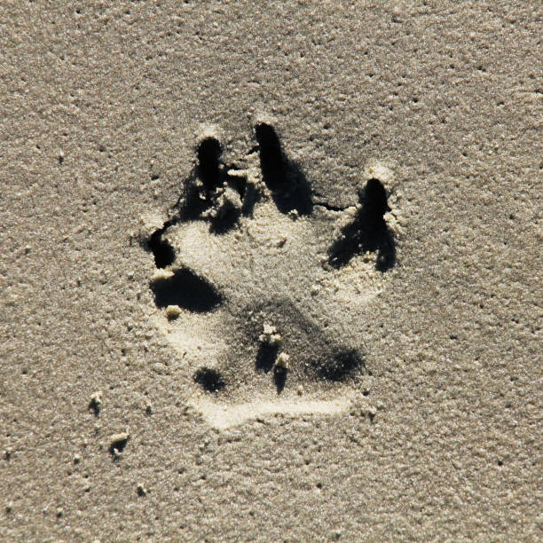 istock A dog paw's print in the sand 1351025260