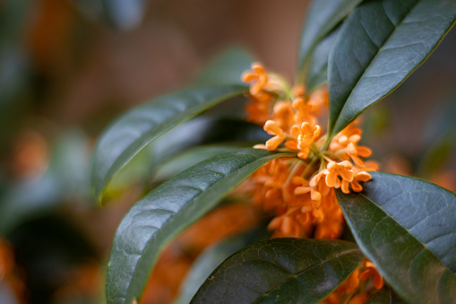 Osmanthus fragrans with orange blossoms