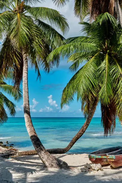 Seascape. Beautiful beach with palm trees. Saona island in the Caribbean. Dominican Republic.