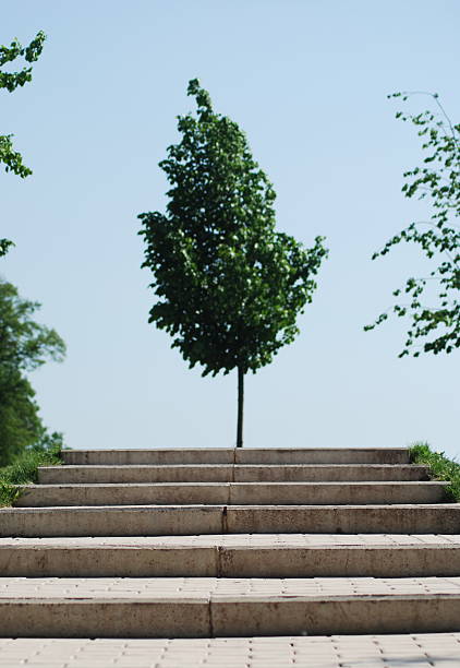 istock stairs to a wood 135102799