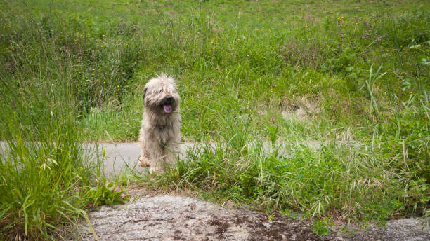 istock Dog standing on a rural road 1351030861