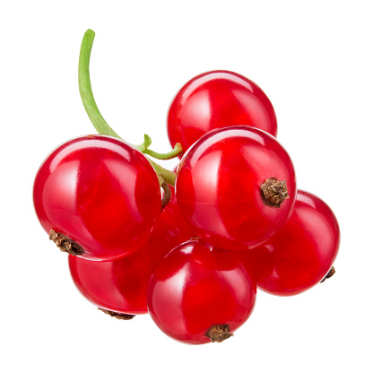 Red currant on branch. Currant red isolated on white background. Currants on white. Red currant on branch. Clipping path.