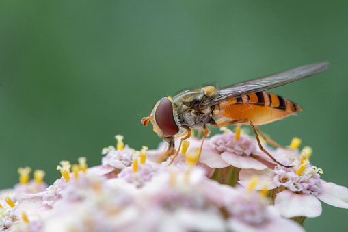 Side View Of A Fly Isolated On A White Background