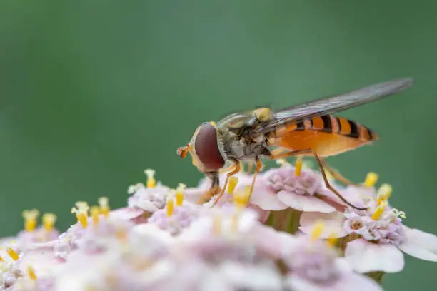 Closeup of a Hoverfly on pink Achillea