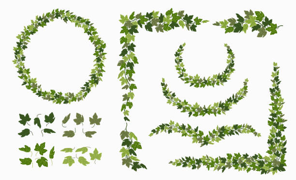 плющ векторные лозы и венки, а также декоративные элементы из зеленых листьев, изолированные на белом фоне. векторная иллюстрация в плоском - ivy vine leaf frame stock illustrations