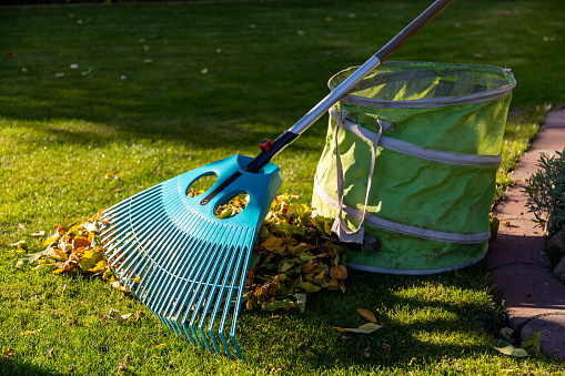 Falling and removing leaves in autumn, pile of dry leaves on a meadow with rake and a leaf sack in the garden