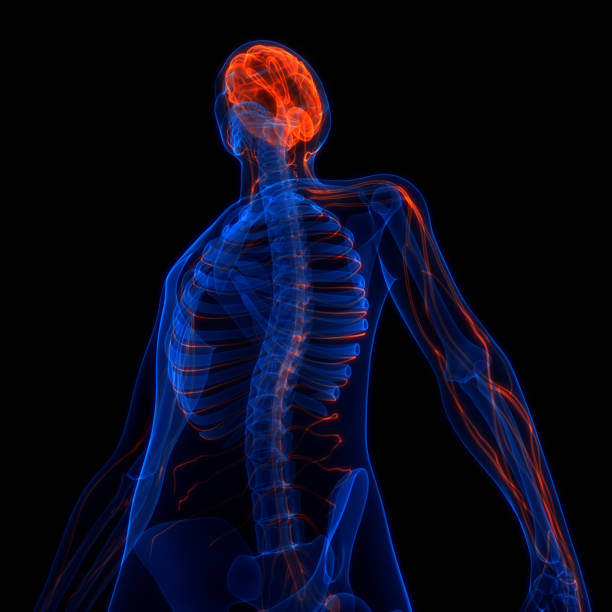 istock Central Organ of Human Nervous System Brain Anatomy 1351036112