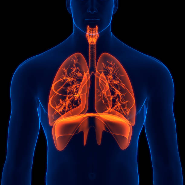 istock Human Respiratory System Lungs with Diaphragm Anatomy 1351036203