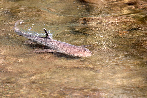istock Shark swimming in shallow lagoon 135103626