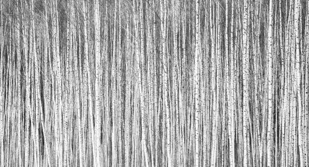 istock Thin trunks of young winter birches as a background black and white 1351036314