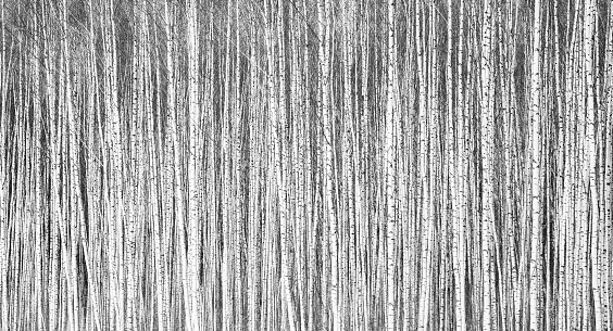 Thin trunks of young winter birches as a background black and white
