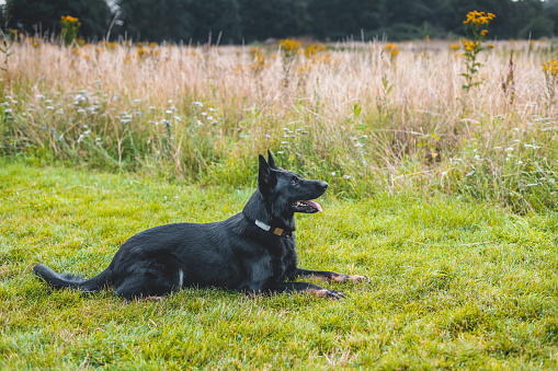 A German Shepherd dog patiently waits for a command while it lie on the grass.