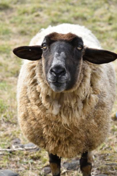 istock Close up of a sheep 1351036791