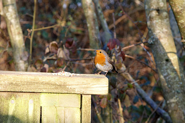 istock Robin on a wooden fence 135103710