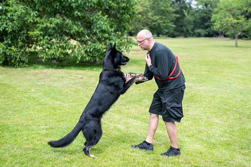 German Shepherd Dog leaning on her trainer arm in a standing position during the training session.