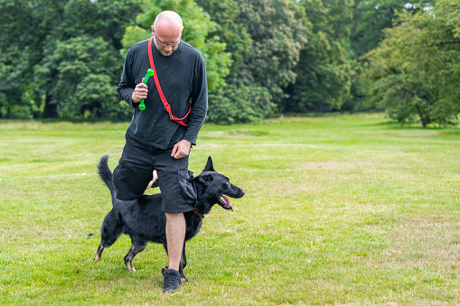 German Shepherd Dog running between the trainer man's legs during training course.