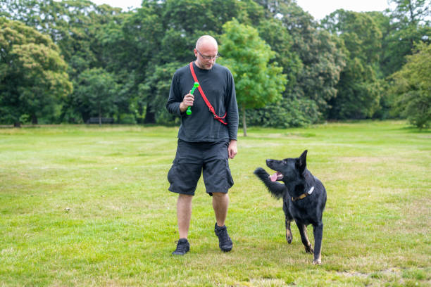 Walking the dog in a public park stock photo