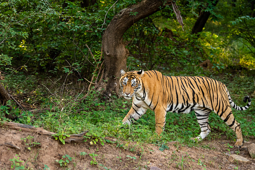 Tigresa o tigresa hembra de bengala salvaje india completamente crecida que camina en un safari matutino al aire libre en la jungla o conduce en el parque nacional ranthambore o en la reserva de tigres rajasthan india - panthera tigris tigris photo