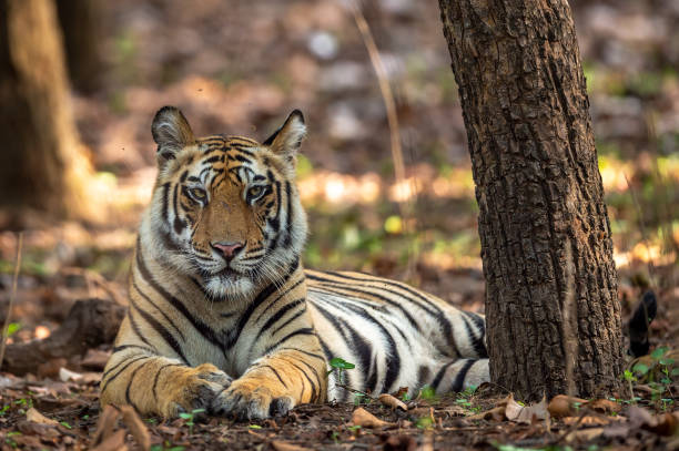 retrato o primer plano del tigre salvaje salvaje de bengala al aire libre durante el safari matutino por la jungla o conduzca en el parque nacional bandhavgarh o la reserva de tigres madhya pradesh india - panthera tigris tigris - madhya fotografías e imágenes de stock