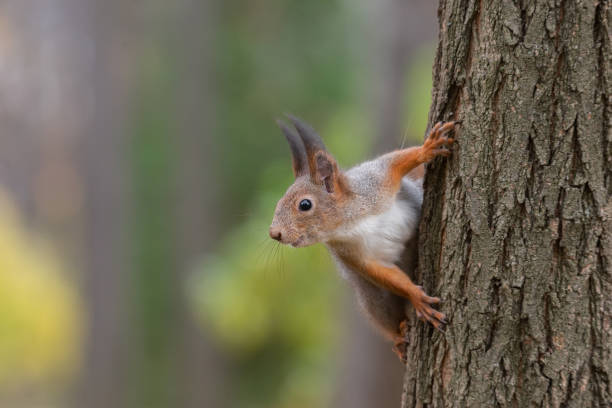istock Squirrel in the autumn park. 1351039021
