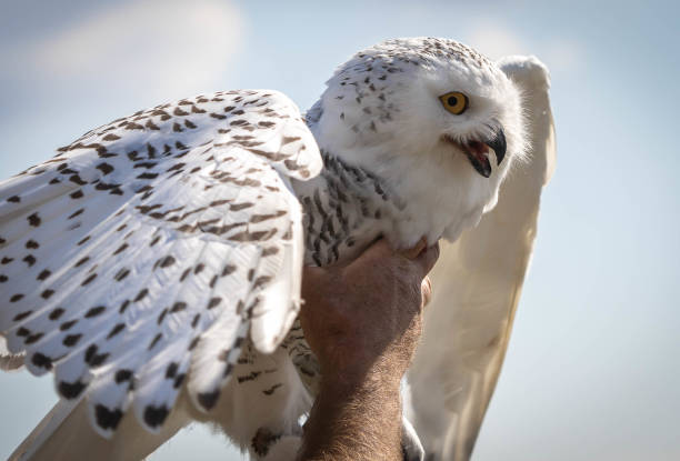 grande coruja branca de neve em um fundo de céu azul - great white owl - fotografias e filmes do acervo