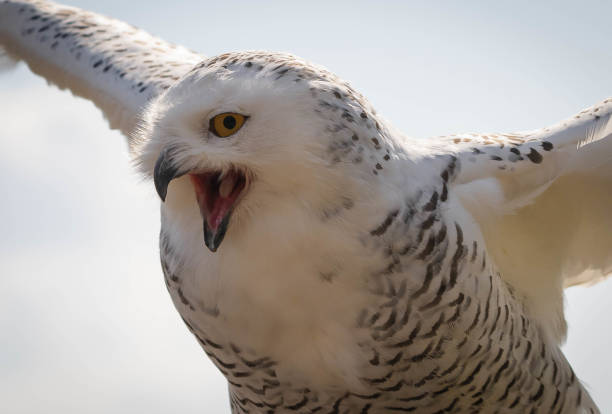 wielka biała śnieżna sowa na tle błękitnego nieba - great white owl zdjęcia i obrazy z banku zdjęć