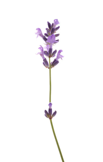 istock Beautiful fresh lavender flower isolated on white 1351039361