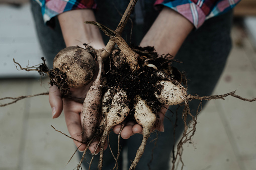 hands handing the dahlia tubers