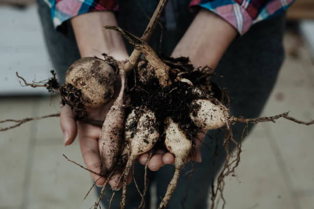 hands handing the dahlia tubers hands handing the dahlia tubers dahlia stock pictures, royalty-free photos & images