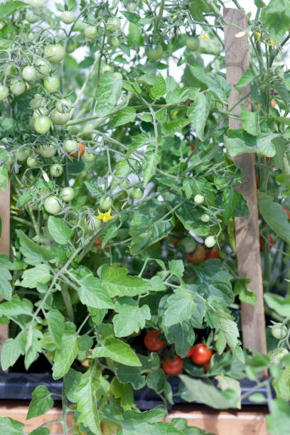 istock growing cherry tomatoes on a balcony or in the teracce 1351039505