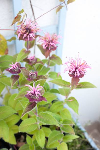 monarda beebalm bee plante amicale pour les abeilles pour le jardin anglais - beebalm photos et images de collection