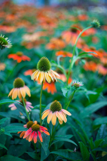 istock Orange Echinacea blooming coneflower for insect and Bee Friendly garden 1351039582