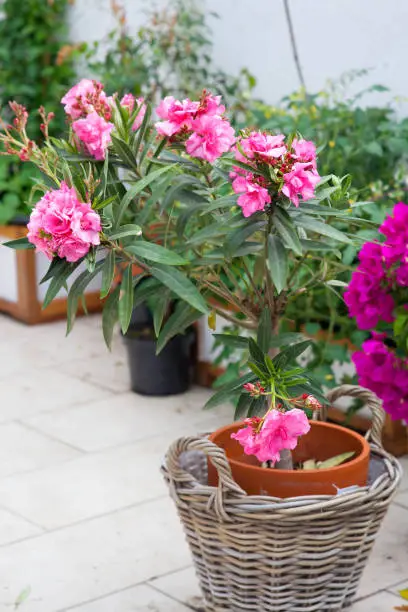 flowering pink oleander in a basket on the terrace