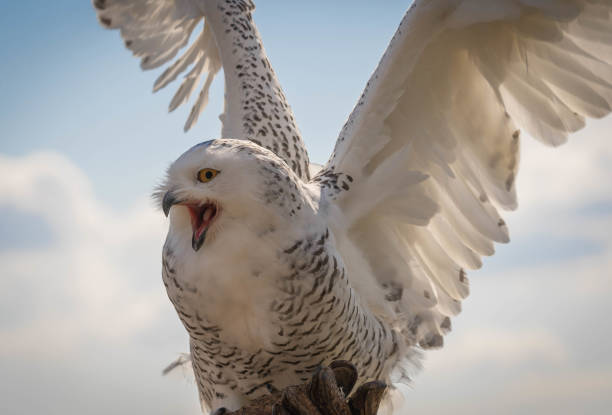 wielka biała śnieżna sowa z rozciągniętymi skrzydłami na tle błękitnego nieba - great white owl zdjęcia i obrazy z banku zdjęć
