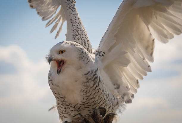 great white snowy owl with outstretched wings on background of blue sky - great white owl imagens e fotografias de stock