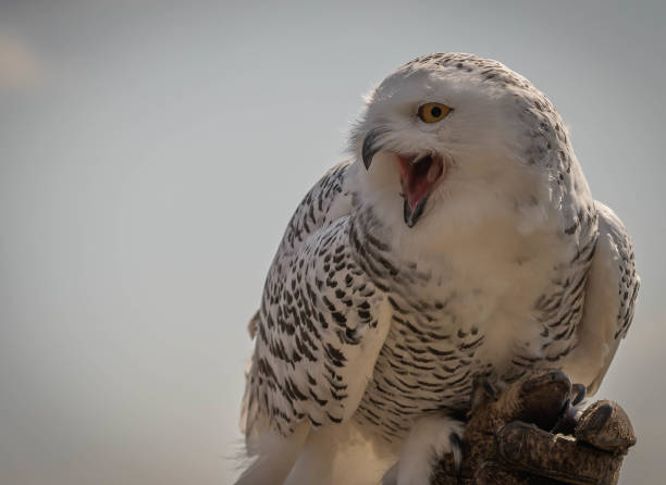 wielka biała śnieżna sowa na rękawiczce myśliwskiej na tle błękitnego nieba - great white owl zdjęcia i obrazy z banku zdjęć