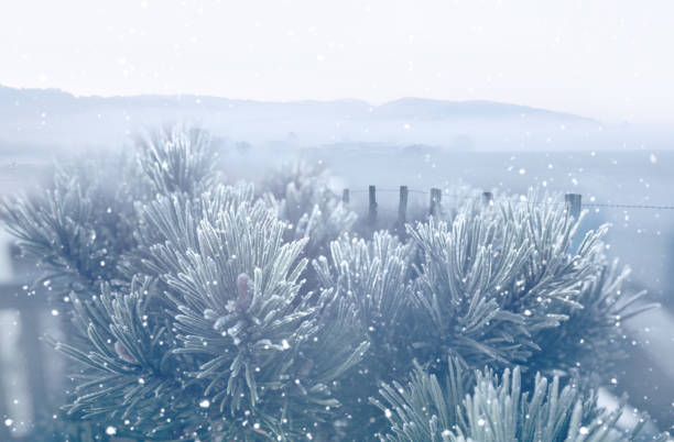 Hazy snowy winter landscape with fir branches in the foreground. Christmas background with space for text.