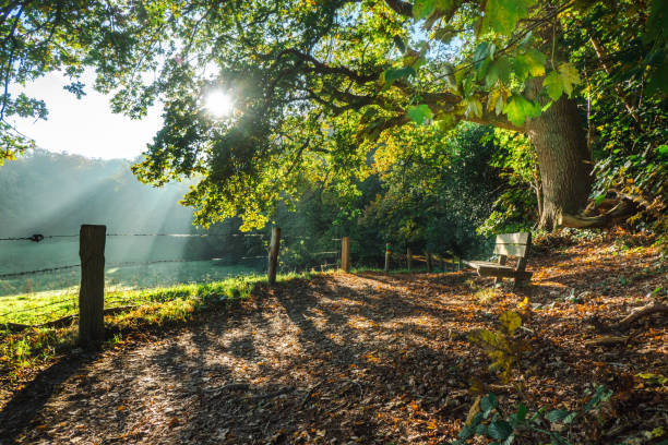 ambiance matinale avec harpe de soleil à la lisière de la forêt. le soleil brille à travers les branches d’un arbre et un banc se dresse au premier plan. - forest sunbeam tree light photos et images de collection