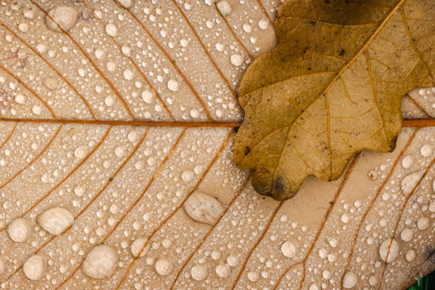 Leaf with frozen droplet in Mount Rainier National Park
