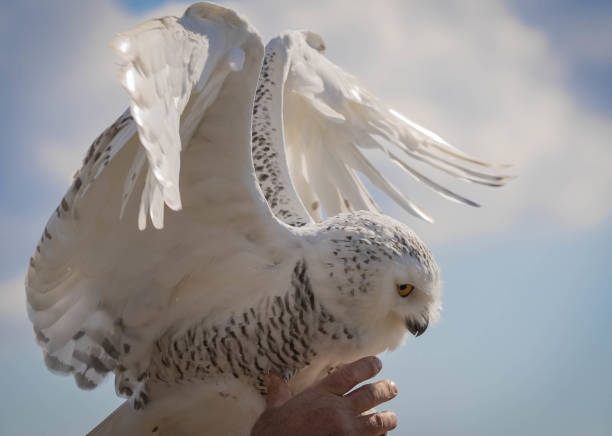 great white snowy owl on a background of blue sky - great white owl imagens e fotografias de stock