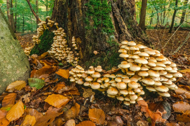 sehr große gruppe von pilzen um einen baumstamm - moss toadstool fotos stock-fotos und bilder