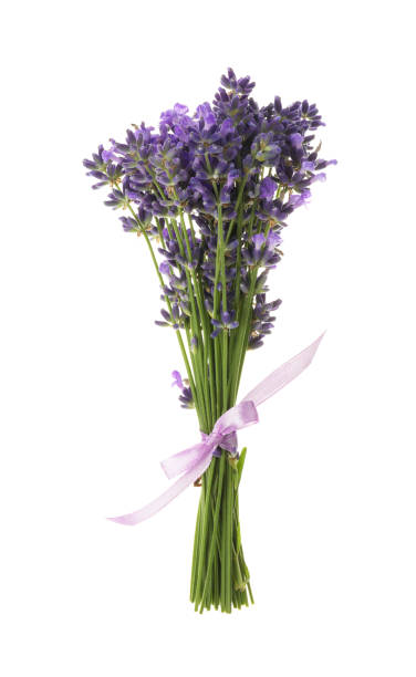 istock Beautiful fresh lavender bouquet isolated on white 1351039871