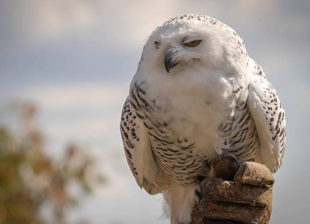 grande coruja branca com olhar inteligente no fundo do céu azul - great white owl - fotografias e filmes do acervo