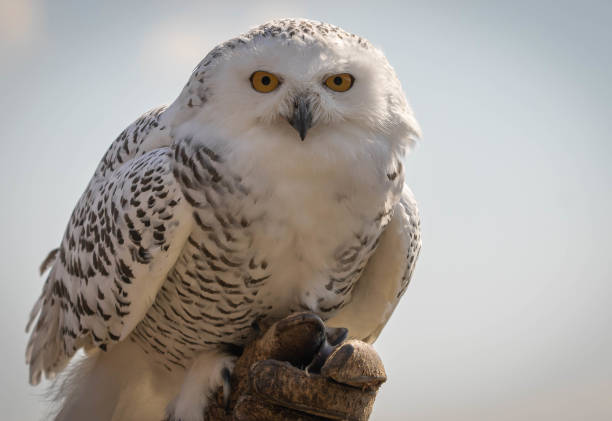 great white snowy owl with eyes wide open on background of blue sky - great white owl imagens e fotografias de stock