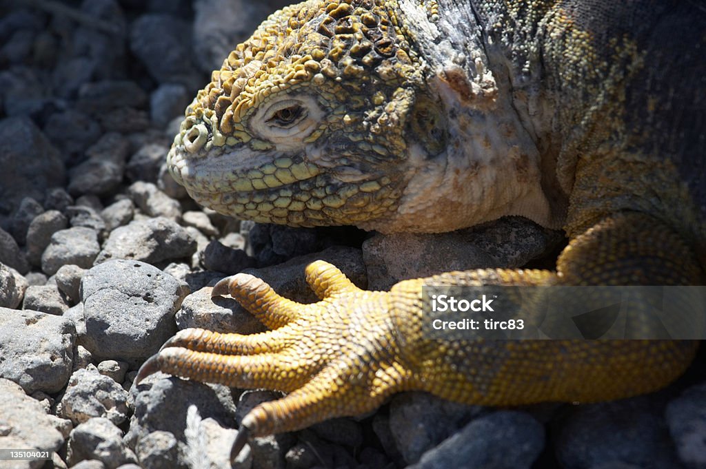 iguana di terra delle Galapagos giallo Isola close-up - Foto stock royalty-free di Aculeo