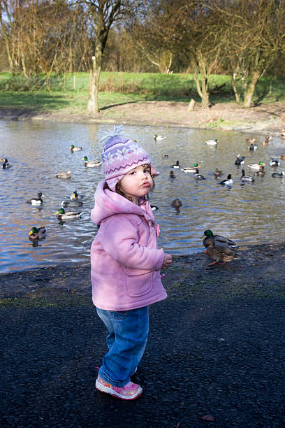 istock Two year old girl feeding the ducks 135104142