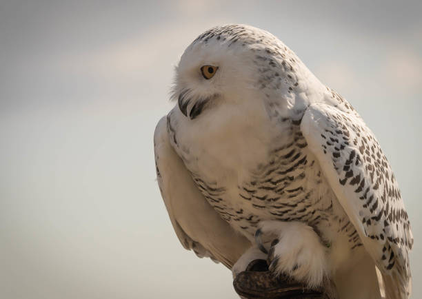 great white snowy owl with parted beak on a background of blue sky - great white owl imagens e fotografias de stock